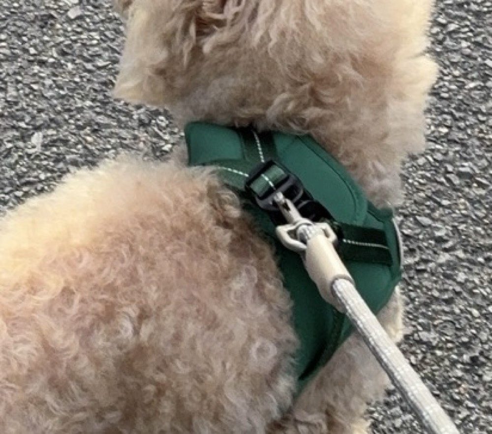 iDog TREKNINE コンフォートAIR ベスト　ダークグリーンSサイズをつけたトイプードル